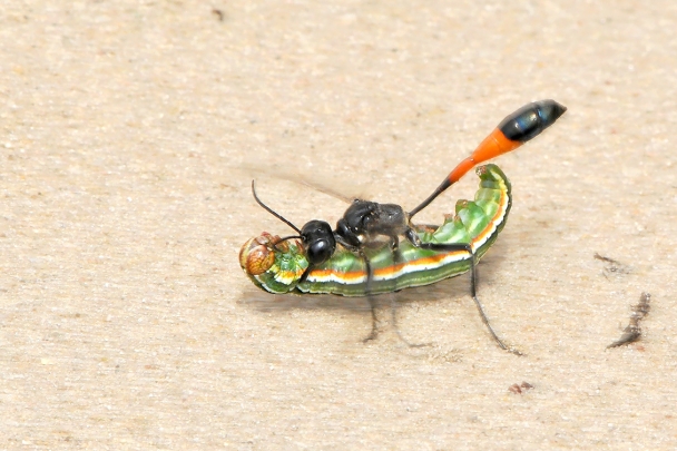 grote rupsendoder (ammophila sabulosa) 6-2008 1187-